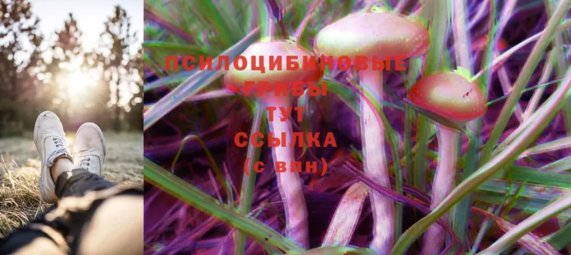 Псилоцибиновые грибы Psilocybe  цены   Курск 